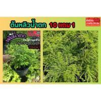 ราคา ต้นหลิวน้ำตก ไม้คลุมดิน หลิวลู่ลม จัดสวนน้ำตก หลิวยอดทอง ไม้แดด หลิวใบ ปุ๋ย หลิวเลื้อย ไต้หวัน เฟิร์น หญ้า สวนอังกฤษ ดิน (54306723918)