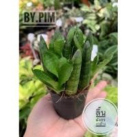 ราคา ลิ้นมังกรงาช้าง ‼️สั่งซื้อขั้นต่ำ 2 ต้น ‼️ (17575679349)