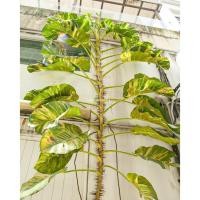 ราคา พลูด่าง, พลูยักษ์, ต้นพลูด่าง, ไม้ด่าง, ใบฉีก, ต้นไม้, บ้าน, ฟอกอากาศ (25324278531)
