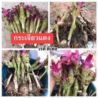 ราคา กระเจียวแดงป่า 10 หัว 50บ. หัวพร้อมปลูก หัวพันธุ์กระเจียวแดง สำหรับปลูกกินดอก (28280552859)