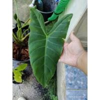 ราคา พญาจงอาง Alocasia longiloba ว่านพญาจงอาง ไม้มงคล (12851576611)