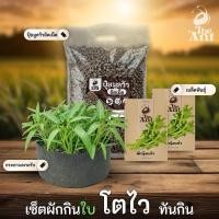 ราคา ชุดปลูกผักบุ้งแก้ว เซตผักกินใบ3 พร้อมเมล็ดพันธุ์ออร์แกนิค เมล็ดพันธุ์หายาก ปุ๋ยมูลวัวอัดเม็ด กระถางปลูกผัก (49756787547)