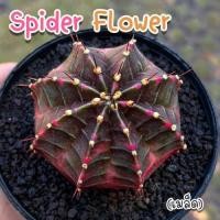 ราคา ชุดเพาะเมล็ด Spider Flower กระบองเพชร/แคคตัส (41353127378)