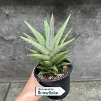 ราคา Sansevieria Snowflake ต้นลิ้นมังกร (56556378639)
