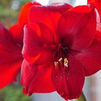 ราคา 1 หัวว่าน ว่านสี่ทิศ ฮอลแลนด์ Amaryllis inferno 18-24 ซม (11118620762)