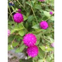 ราคา เมล็ดดอกบานไม่รู้โรย สีชมพูอ่อน สีชมพูเข้ม (5ฟรี1) (50507229162)