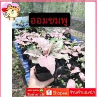 ราคา ต้นออม​ชมพู​ ต้นใหญ่​ ทรงสวย​ ออมชมพู​ ไม้ฟอกอากาศ​ ไม้มงคล​ ต้นไม้​ประดับ​ (21071183290)
