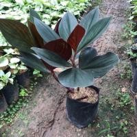ราคา ต้นพัดโบกแดง, ต้นบัวประทุม Costus erythrophyllus Loes. (3739037228)