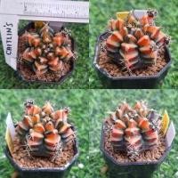 ราคา กระบองเพชร แคคตัส (Cactus) ยิมโนโคลน จ่าแซม (กระท่อมลุงจร) ไม้ชำหน่อ กระถาง 2 นิ้ว ลักษณะตามภาพ จัดส่งทั้งกระถาง (22387140827)