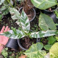 ราคา กล้วยฟลอริด้าด่างจัเ Musa Florida banana variegated (21782935276)