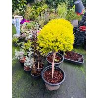 ราคา หลิวทองพุ่มกลม ต้นสูง90-120cm#ต้นหลิวทอง #ต้นหลิวทอง #นำโชค #ต้นไม้เสริมมงคล (29640566816)