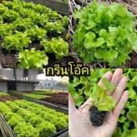 ราคา เมล็ดพันธุ์ผักสลัด กรีนโอ๊ค บรรจุ 500 เมล็ด (23328468088)
