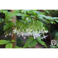 ราคา ขาย ต้นโมกพวง ไม้ไทยดอกหอม 2 ต้น (2 ถุงดำ) สูง 1 เมตร ราคาถูก (50207323059)