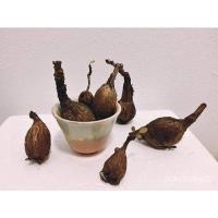 ราคา เมล็ด ถูก็ด Phyllanthus Mirabilis มะยมเงิน มะยมทอง ไม้ มงคล เรียกทรัพย์ ถูกหน้าบ้าน เป็นไม้ป่าหายาก โขดใเพาะ ด (23765556626)