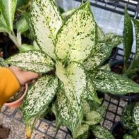 ราคา ต้นเพชรน้ำหนึ่ง หนึ่งใน แก้วกาญจนา หรือ อโกลนีมา (Aglaonema)(ต้นไม้ส่งทั้งกระถาง) (17895427020)