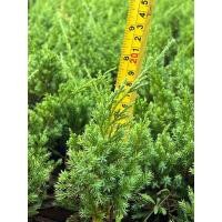 ราคา ต้นกล้าสนมังกรจากสวนโดยตรง (23618017928)