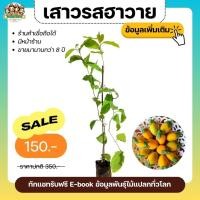 ราคา ต้นเสาวรสฮาวาย เสาวรสหวาน พันธุ์แท้100% ต้นไม้แปลก ต้นไม้หายาก ผลไม้แปลก (3350633303)