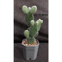 ราคา ต้นกระบองเพชร หรือ แคคตัส (Cactus) พันธุ์ต่างๆ (13130519680)