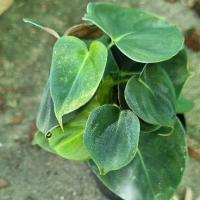 ราคา Philodendron Lupinum/ฟิโลเดรนลูพีนั่ม (23327992179)