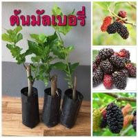 ราคา ต้นมัลเบอรี่หรือต้นหม่อน 4ต้น80 สวยๆพร้อมส่ง (41907820594)