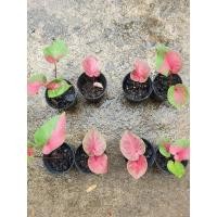 ราคา บอนสีมัฆวานรังสรรค์+จอมทัพ (21836907587)