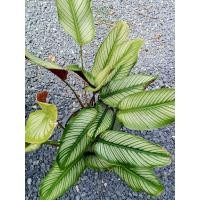 ราคา คล้านางพิมพ์ 1ต้น(ถอนล้างราก) ปกปักษ์รักษาเมตตามงคล ต้นคล้านางพิมฺ นางพิมพ์ เสน่ห์นางพิมพ์ ต้นคล้าเสน่ห์นางพิมพ์ (22059318034)