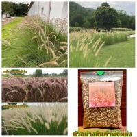 ราคา เมล็ด ขายดี/(ขาย เมล็ดพันธุ์) เมล็ด ต้น ดอก หญ้าน้ำพุ ดอก สีขาว หญ้าแดง แม็กซิกัน เม็กซิกัน ดอก ส/เมล็ด เมล็ดพันธุ์ ต้น (18742746226)