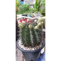 ราคา เมล็ดเฟอโร เล็บเหยี่ยว ดอกเหลือง (11725165414)