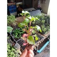 ราคา ต้นกล้า วอเตอร์เครส สีแดง ราชินีผัก red watercress สลัดน้ำ กล้าละ 10บาท (28262991115)