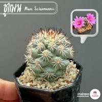 ราคา แมมมิลลาเรีย ชูแมนนิไอ Mammillaria Schumannii แคคตัส กระบองเพชร cactus&succulent (7735366612)