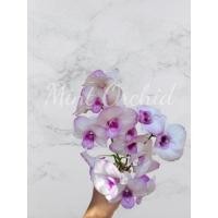 ราคา กล้วยไม้หวายขาวชมพู (ทรงดอกคล้ายฟาแลน) (11009180382)