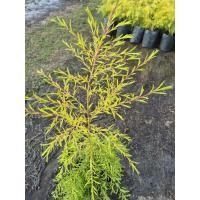 ราคา ต้นหลิวทอง ใบสีเหลืองทอง ปลูกต้นไม้มงคลปลูกประดับ ต้นพร้อมปลูก (58155729554)