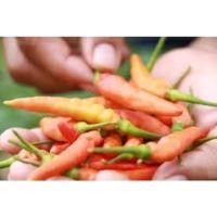 ราคา เมล็ดพันธุ์ พริกกะเหรี่ยง ยาว ( Hot Chilli Pepper Long Kariang Chilli Seed ) บรรจุ 50 เมล็ด โตไว เผ็ดร้อน พริกกระเหรี่ยง (50706718941)