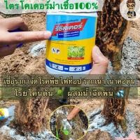ราคา ไตรโคเดอร์ม่า (รีซิสเตอร์) ป้องกันเชื้อราโรคพืช รากเน่าโคนเน่า (23748790375)