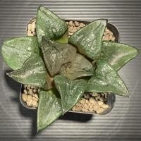 ราคา Haworthia akanko ฮาโวเทีย กุหลาบหิน ไม้อวบน้ำ succulent (10127290112)