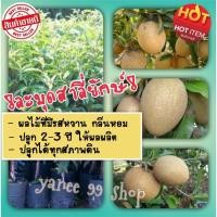ราคา [Sale สินค้าขายดี]ต้นละมุดสาลี่ยักษ์ รสชาติหวานกรอบ ผลดก ต้นพันธุ์เสียบยอด ขนาดลำต้น 60-80 ซ.ม. (1 ต้น/แพ็ค) (9543262259)