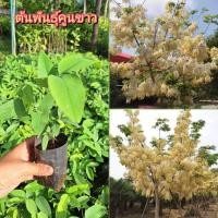 ราคา คูนขาว ต้นพันธุ์คูนขาว ดอกขาวสวย ต้นเพาะเมล็ด (42051887951)