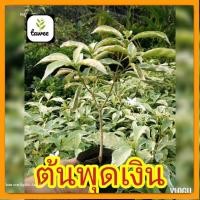 ราคา ต้นพุดจับ​เงิน​ ต้นพุด​เงิน​ ต้น​ไม้มงคล​ (23028570026)