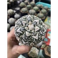 ราคา กระบองเพชร แคคตัส แอสโตรไฟตัม แอสทีเรียส ซุปเปอร์ คาบูโตะ วีไทป์ (cactus astrophytum asterias super kabuto v-type) (22710190080)