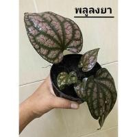 ราคา พลูลงยา พลูป่าหายาก พลู (9175442441)
