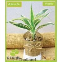 ราคา [ลด 30% โค้ด DETDEC30] ต้นไผ่กวนอิม ต้นไม่้มงคล ต้นไม้ตกแต่งห้อง พร้อมส่ง (11359230858)