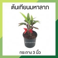 ราคา (3 ต้นลด 5.-) ต้นเทียนมหาลาภ กระถาง 3 นิ้ว ไม้มงคล เรียกทรัพย์ (19188190159)