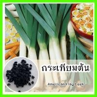 ราคา พร้อมส่ง ❗ รหัส 058 เมล็ดพันธุ์แท้ OP แท้ 100 % กระเทียมต้น กลิ่นเหมือนกะเทียม ลำต้นมีสีขาวสด - American Flag Leek (8215027109)