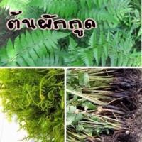 ราคา ต้นกล้าผักกูด ต้นพันธุ์ผักกูด (5847140990)