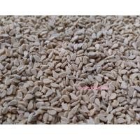ราคา เมล็ดพันธุ์ตำลึง เม็ดตำลึง (18882199943)