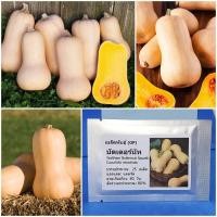 ราคา เมล็ดพันธุ์ บัตเตอร์นัท Waltham Butternut Squash Seed บรรจุ 25 เมล็ด คุณภาพดี ของแท้ 100% (2301754998)