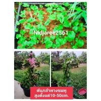 ราคา ต้นพวงชมพู สูง10-120ซม.ส่งพร้อมกระถาง(Antigonon leptopus) ชมพูพวง หงอนนาก พวงนาก ไม้เลื้อย ไม้ซุ้ม ชอบแดด คละขนาด (7279784391)