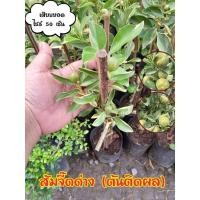 ราคา ส้มจี๊ดด่าง # ส้มมงคล (23167348680)