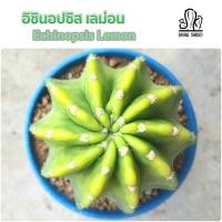 ราคา อิชินอปซิส เลม่อน • Echinopsis Lemon (6293556031)
