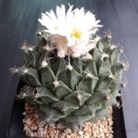 ราคา Cake Cactus Farm กระบองเพชร Obregonia denegrii กลีบกระทง (2250220569)